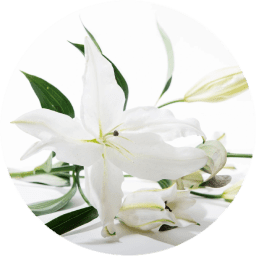 Close-up of elegant white lilies in bloom.